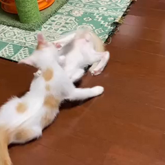 動画1
