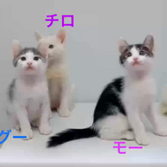 動画1