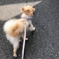 動画1