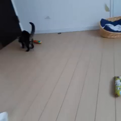 動画1