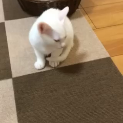 動画1