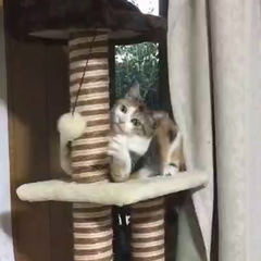動画1