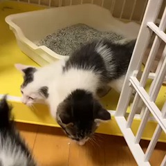 動画1