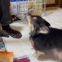 動画1