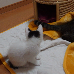 動画1
