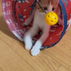 動画1