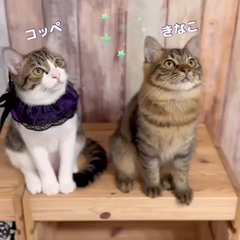 動画1