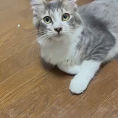 動画1
