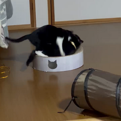 動画1