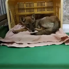 動画1