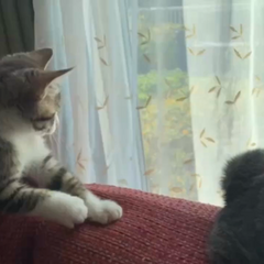 動画1
