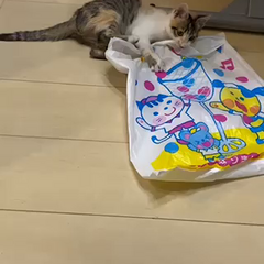 動画1