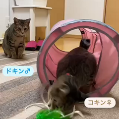動画1