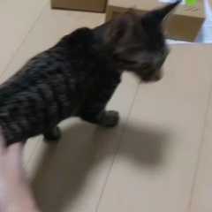 動画1