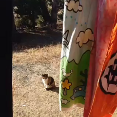 動画1