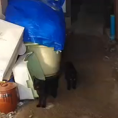 動画1