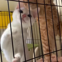 動画1