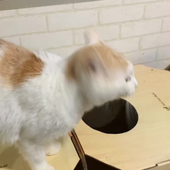 動画1