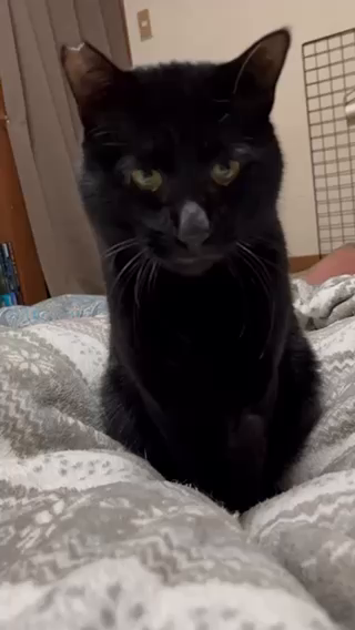 5.9キロ！立派な黒猫♂左之助」神奈川県 - 猫の里親募集(446115