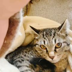 動画1