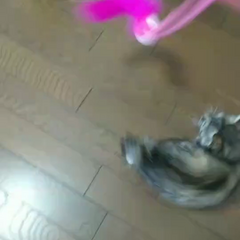 動画1