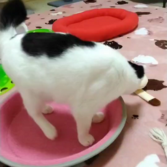 動画1