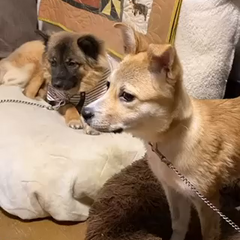 動画1