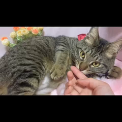 動画1