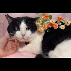 動画1