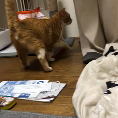 動画1