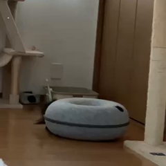 動画1
