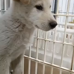 動画1