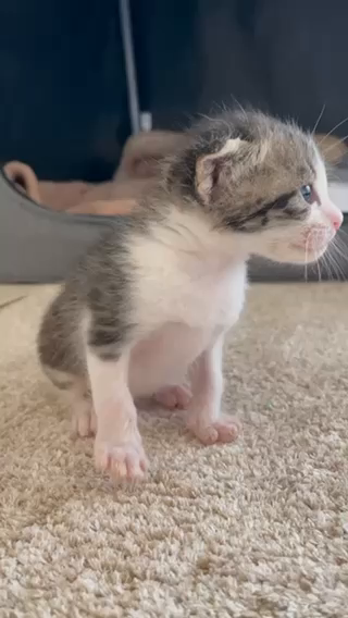 生後3週間よちよち赤ちゃ」京都府 - 猫の里親募集(454888