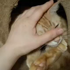 動画1