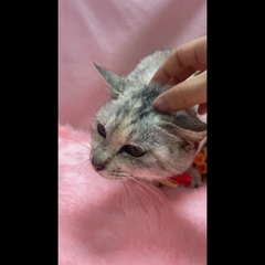 動画1