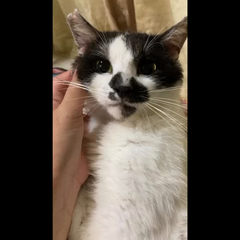 動画1