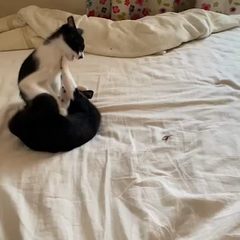 動画1