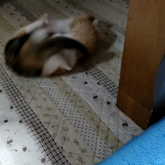 動画1