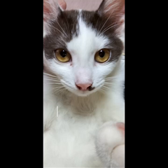 動画1