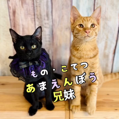 動画1