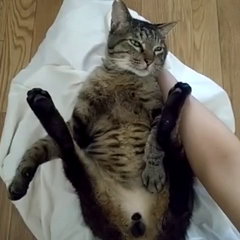 動画1