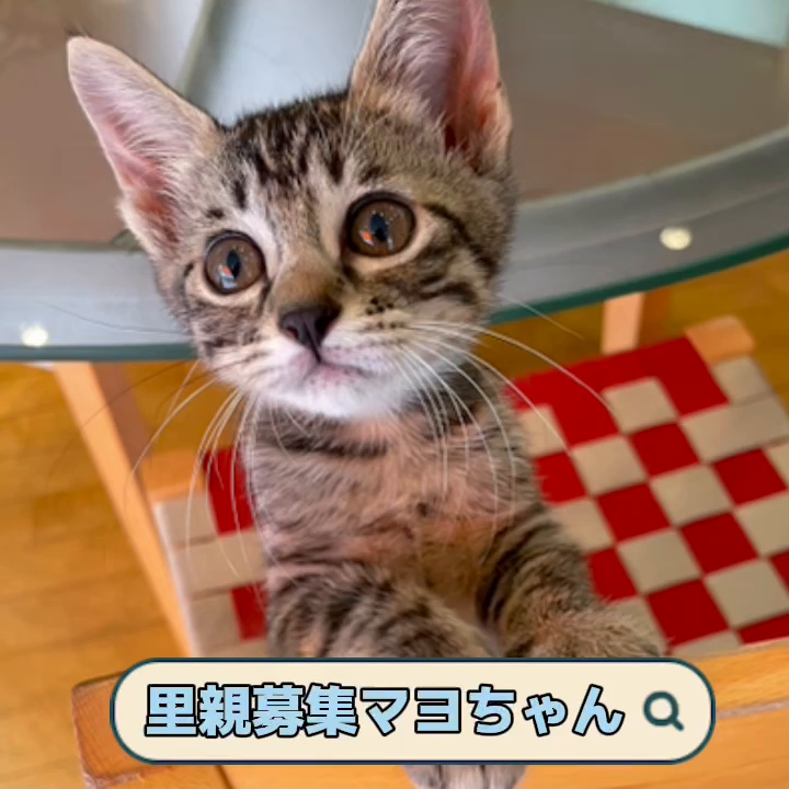 幸せのカギしっぽキジトラ」岡山県 - 猫の里親募集(471460