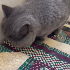 動画1