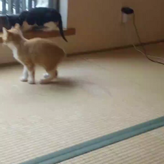 動画1