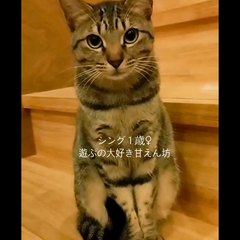 動画1