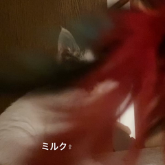動画1