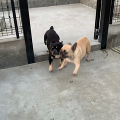 動画1