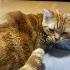 動画1