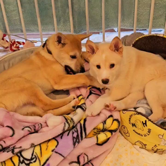 動画1