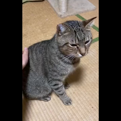 動画1